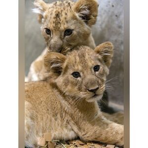 Custom Fridge Magnet Lion Cubs Home Kitchen Decor